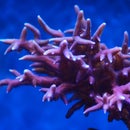 EAL - Arduino Controlled Coral Feeder