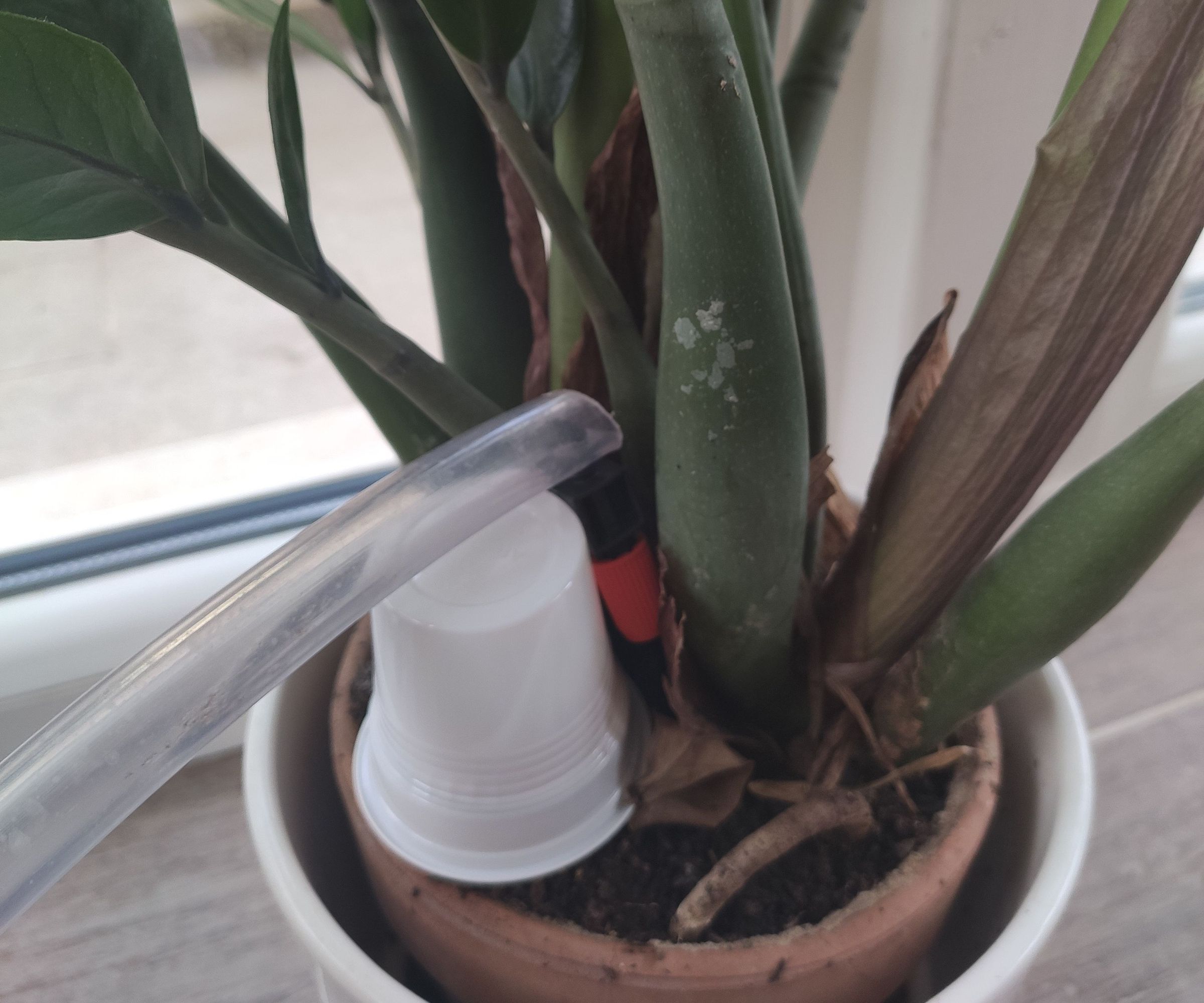 Water Only Thirsty Plants