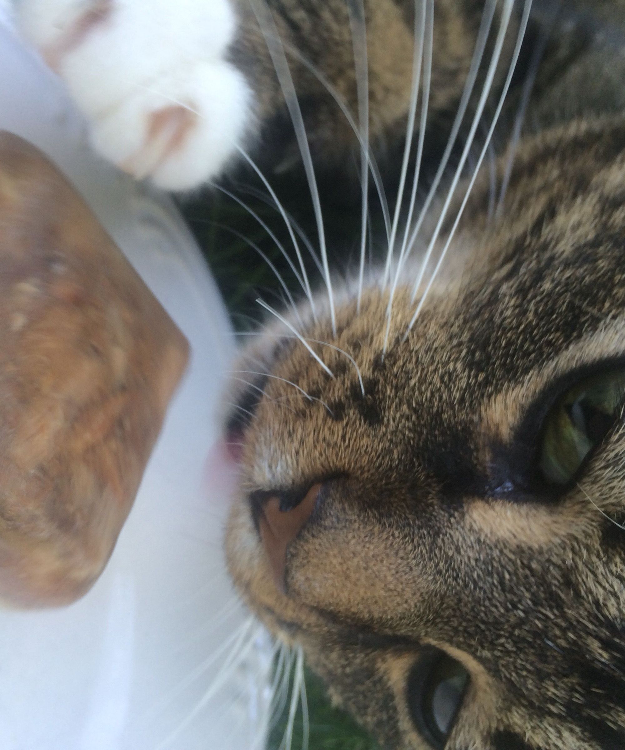 Tuna Cubes for Cats 5 Steps Instructables