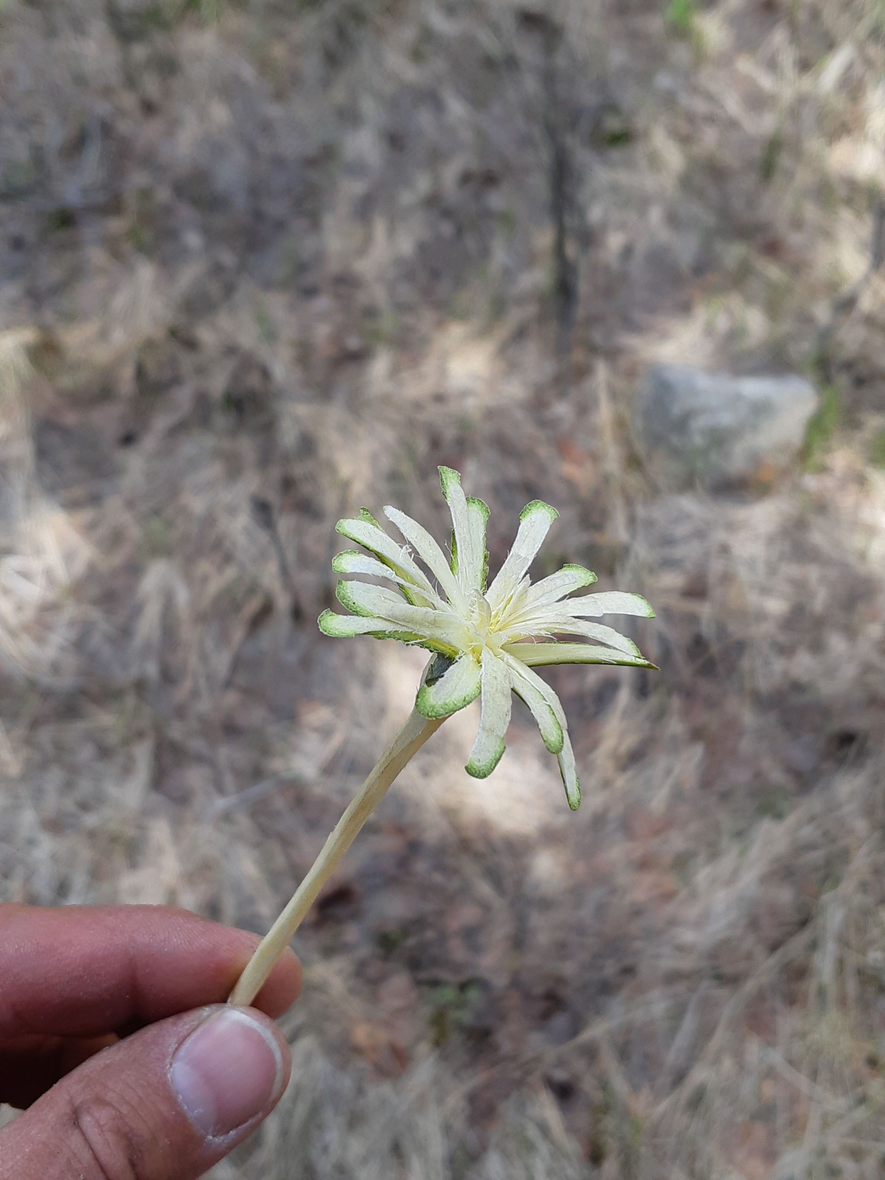 Carving Sticks Into Wooden Flowers