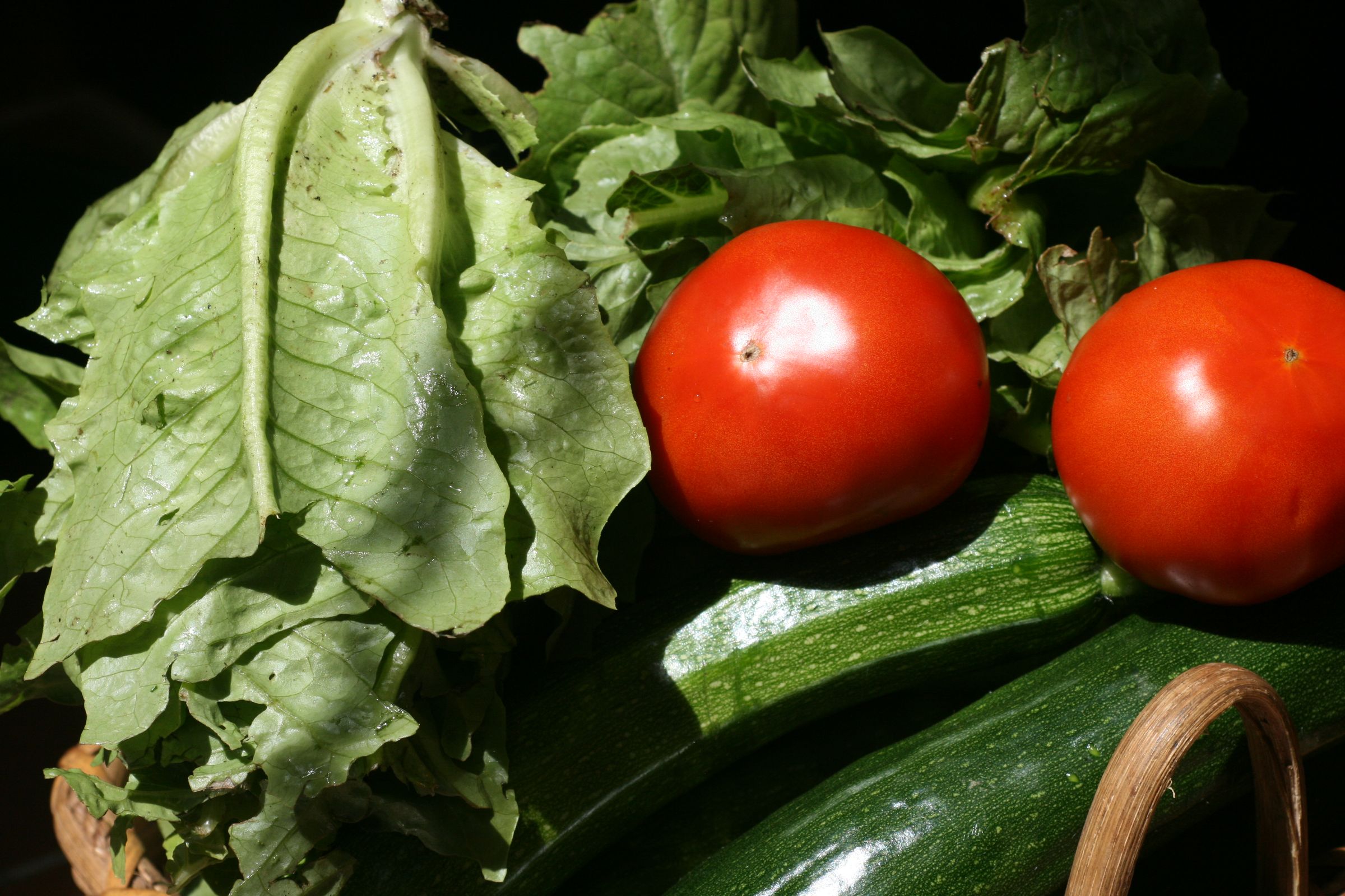 Domestically Sustainable Agriculture - Construction, Planting, and Harvesting