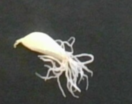 How to Regrow Kitchen Scraps