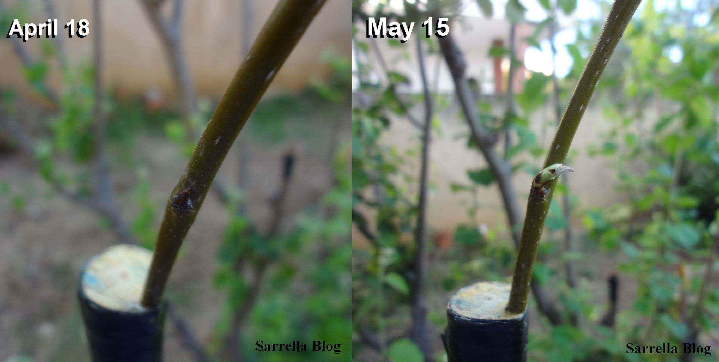 Grafting a Pear Scion to a Quince Tree 14 Steps (with Pictures