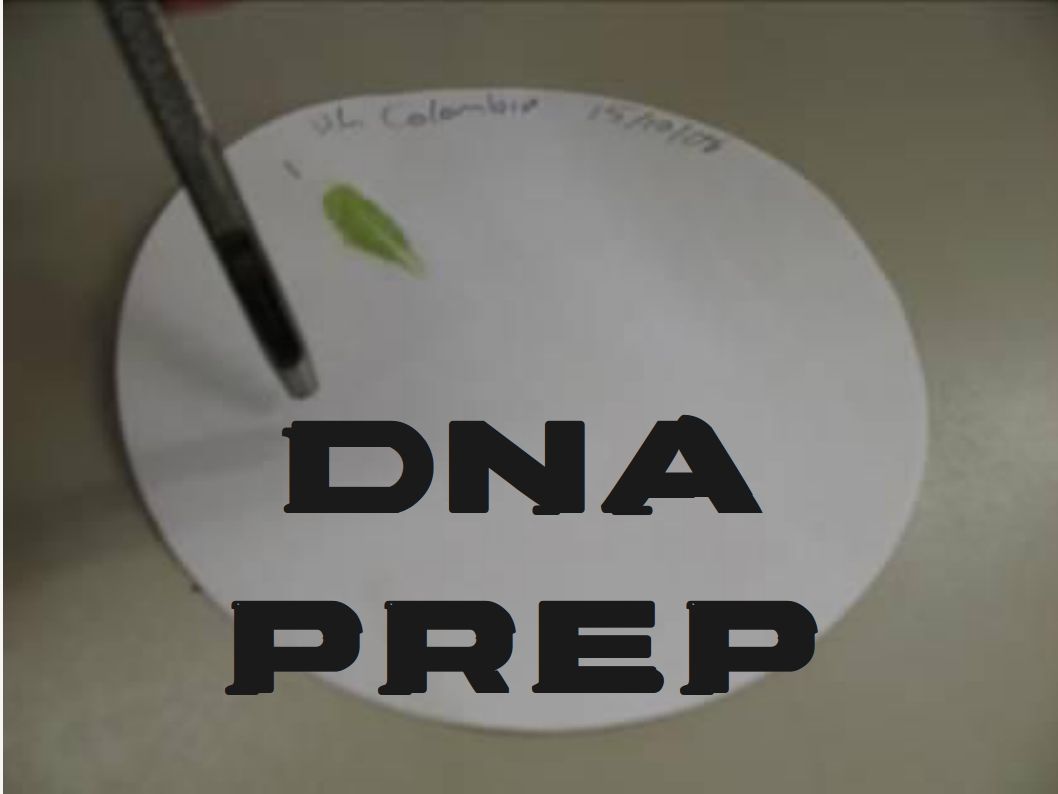 Paper Disk DNA Preparation