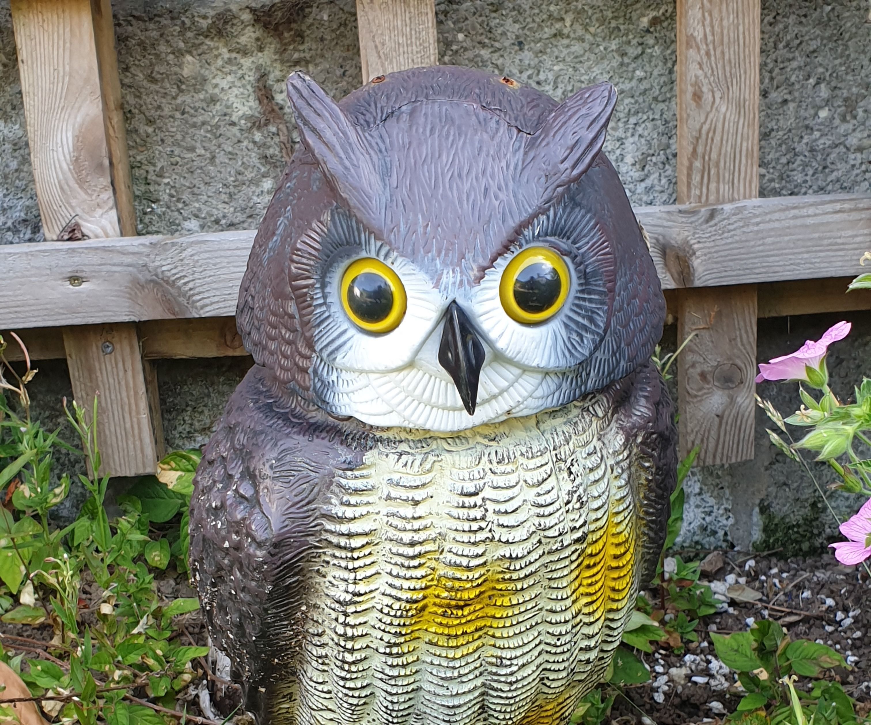 How to Use Seagull Repellents in Your Garden