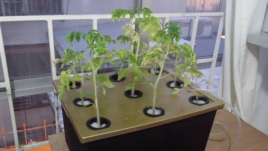 Basics of Hydroponics System - Floating Root Technique : 8 Steps (with ...