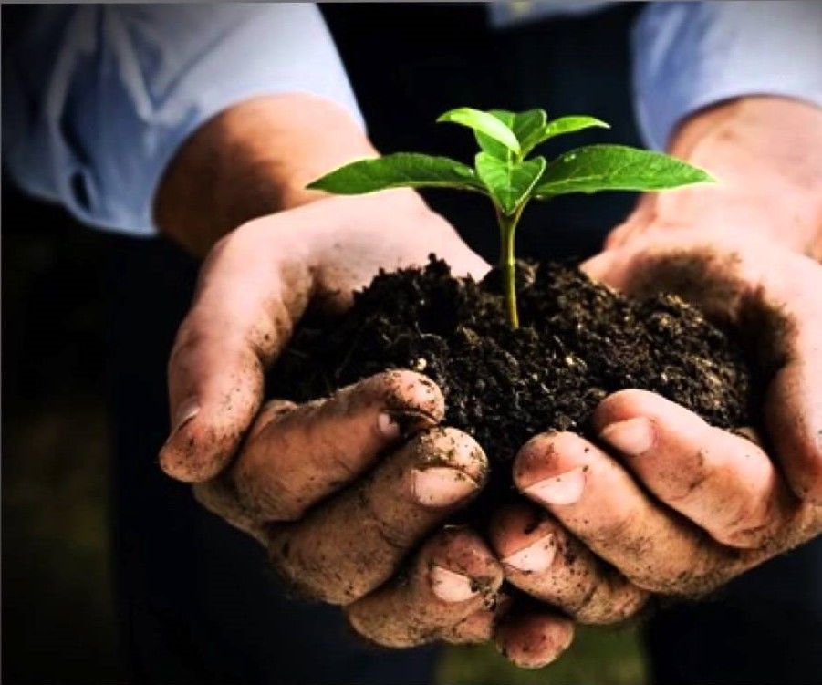 Smart Garden -  Click and Grow