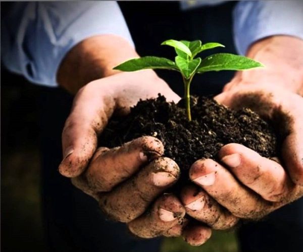Smart Garden - Click and Grow