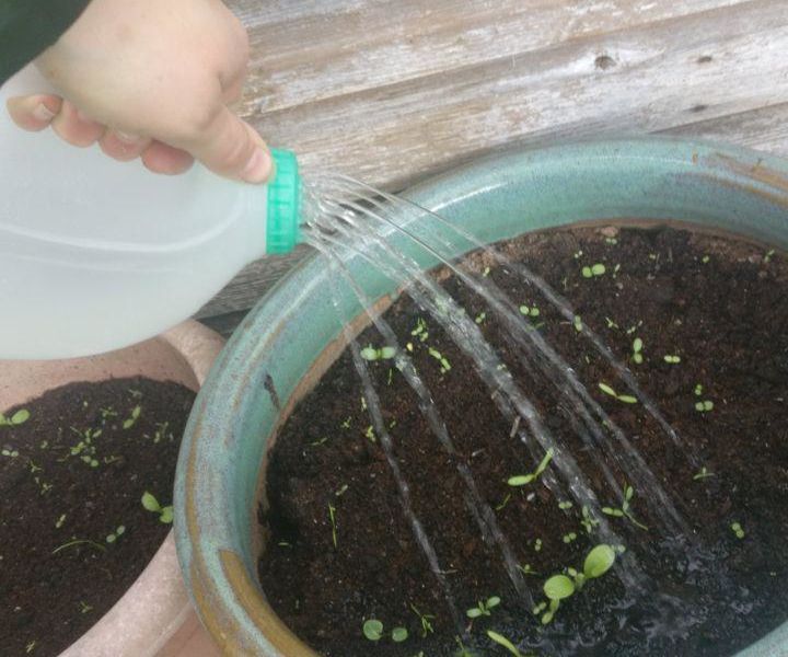 Simple Watering Can (cost; FREE!)
