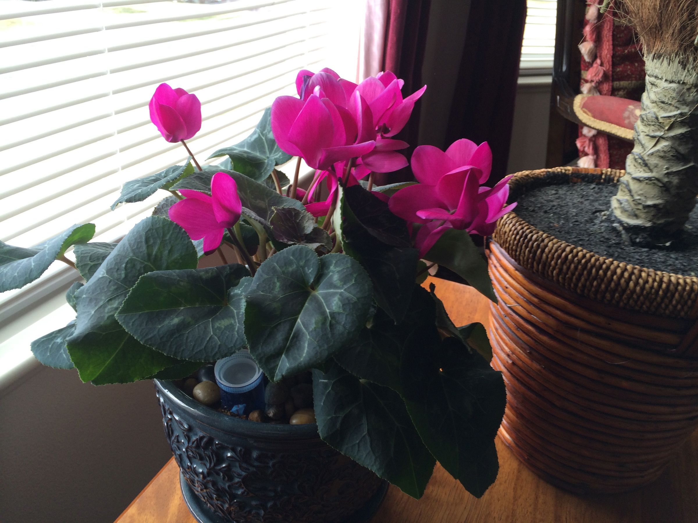 Self Watering House Plant (with Water Level Indicator) : 5 Steps -  Instructables
