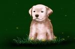 How to Draw a Labrador Puppy