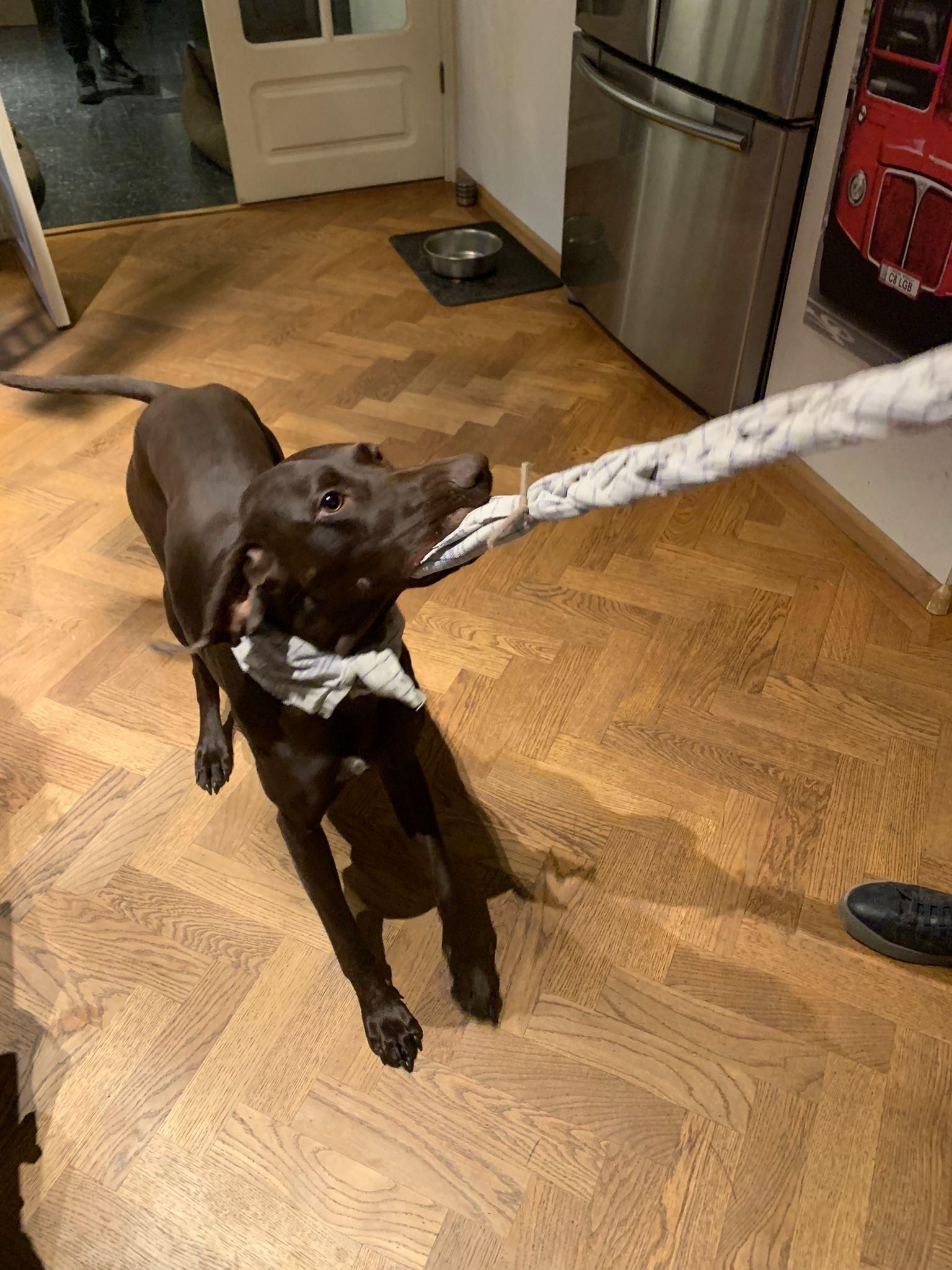 Recycled Dog Toy 5 Steps Instructables