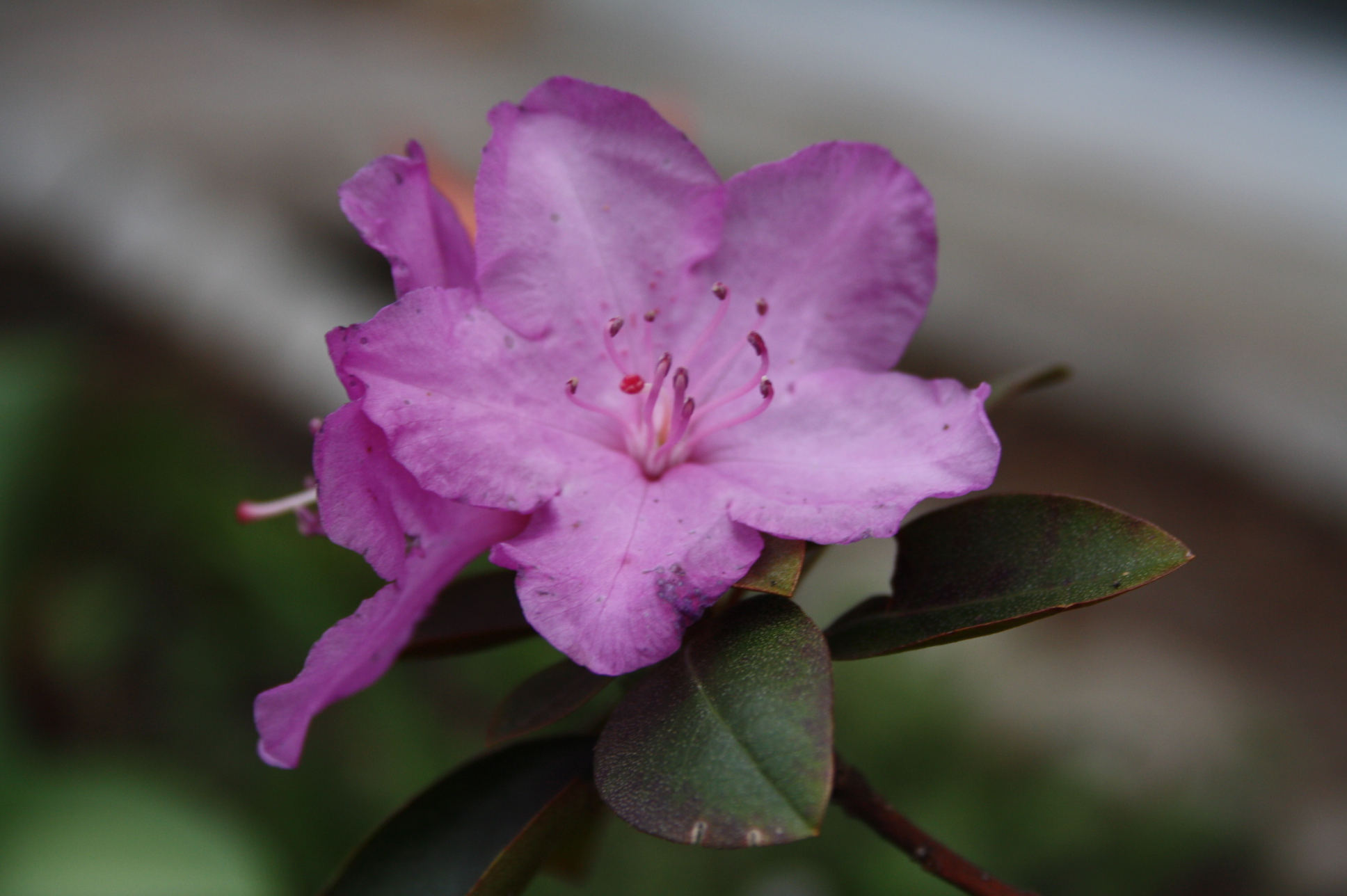 Some Pics of Spring Blooms & Winter Shots (with Pictures) Instructables