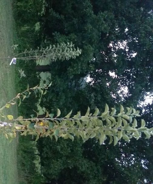 Planting an Apple Tree
