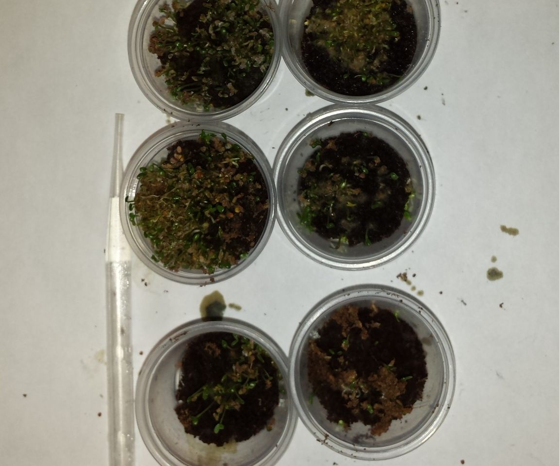 Enhanced Growth of Clover by Uranium Ore.