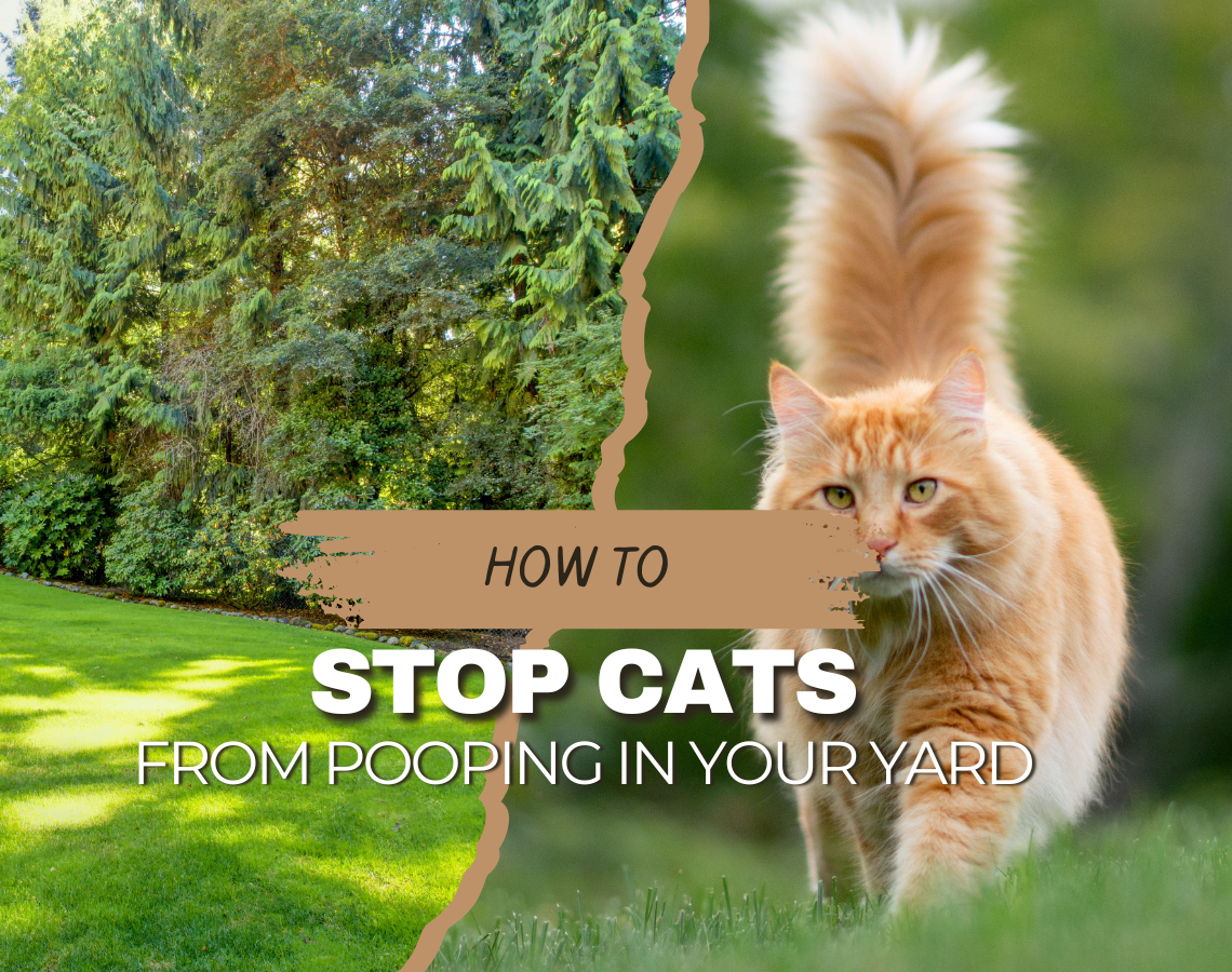 Quick Natural Fix to Stop Cats From Pooping in Yard