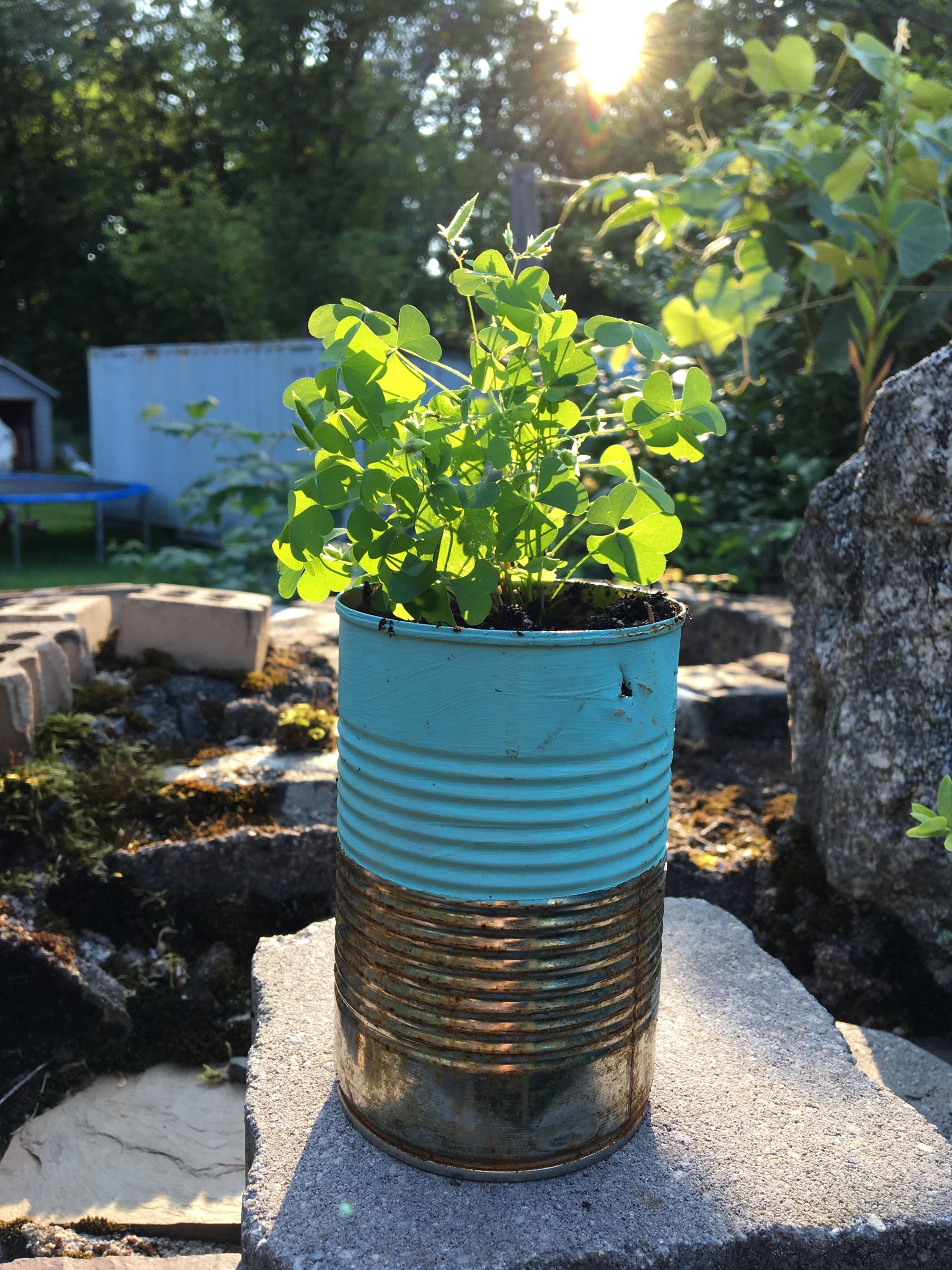 Tin Can Garden 4 Steps (with Pictures) Instructables