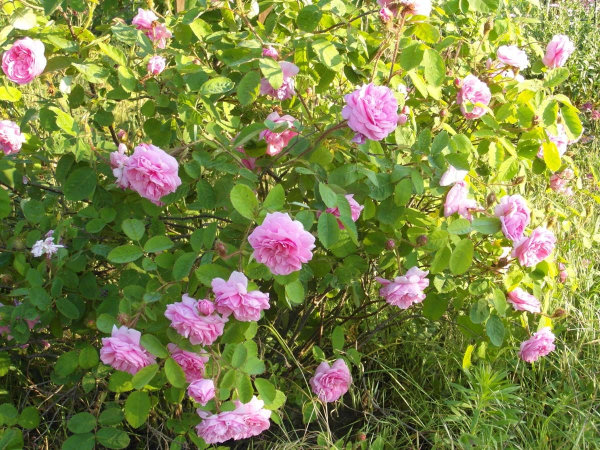 Liqueur of a Thousand Roses