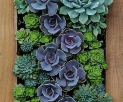 DIY Vertical Garden 