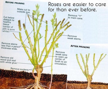 Entirely Remove All Dead or Dying Canes. ...