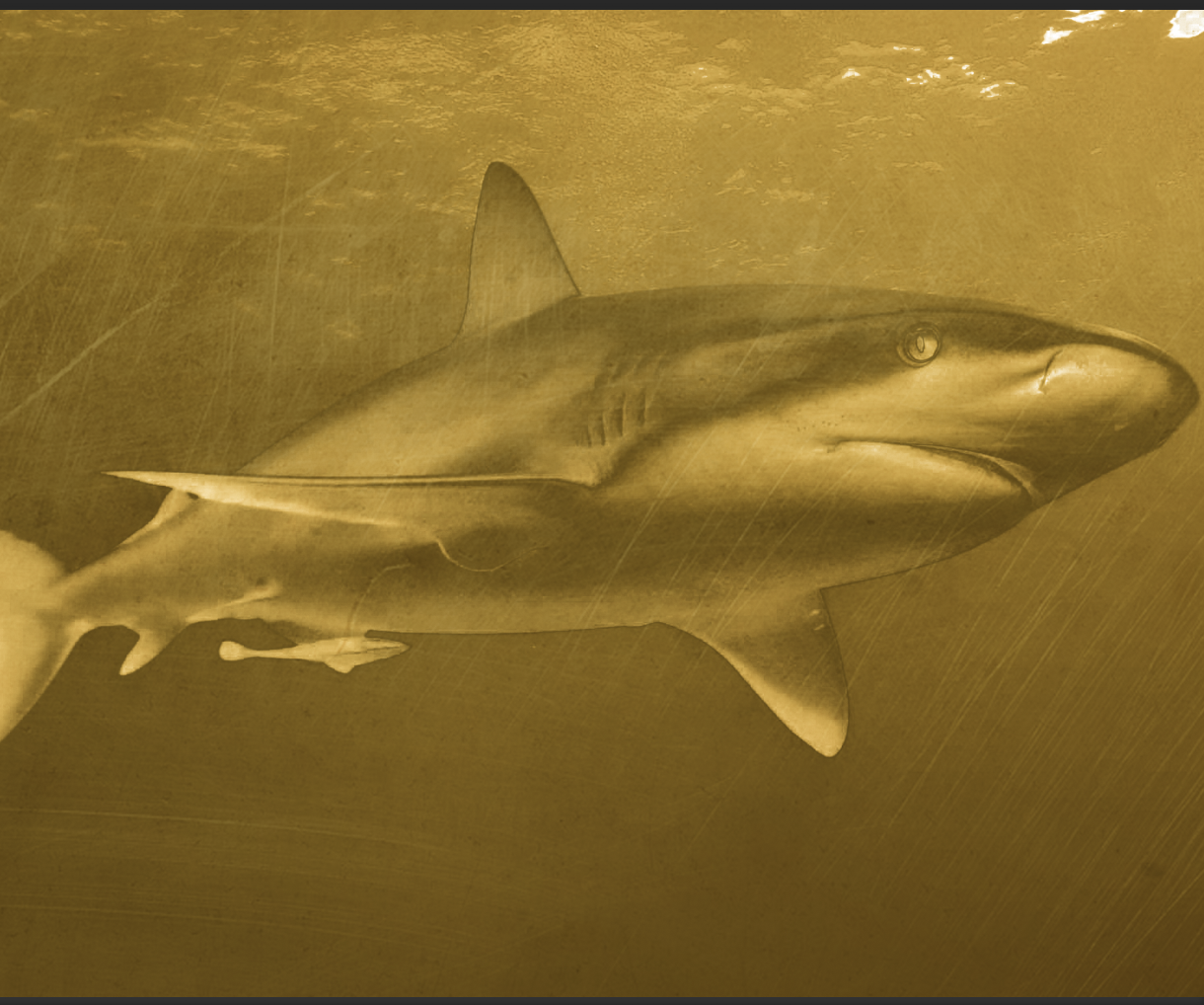 The Midas Touch; Turning Your Object to Gold in Photoshop