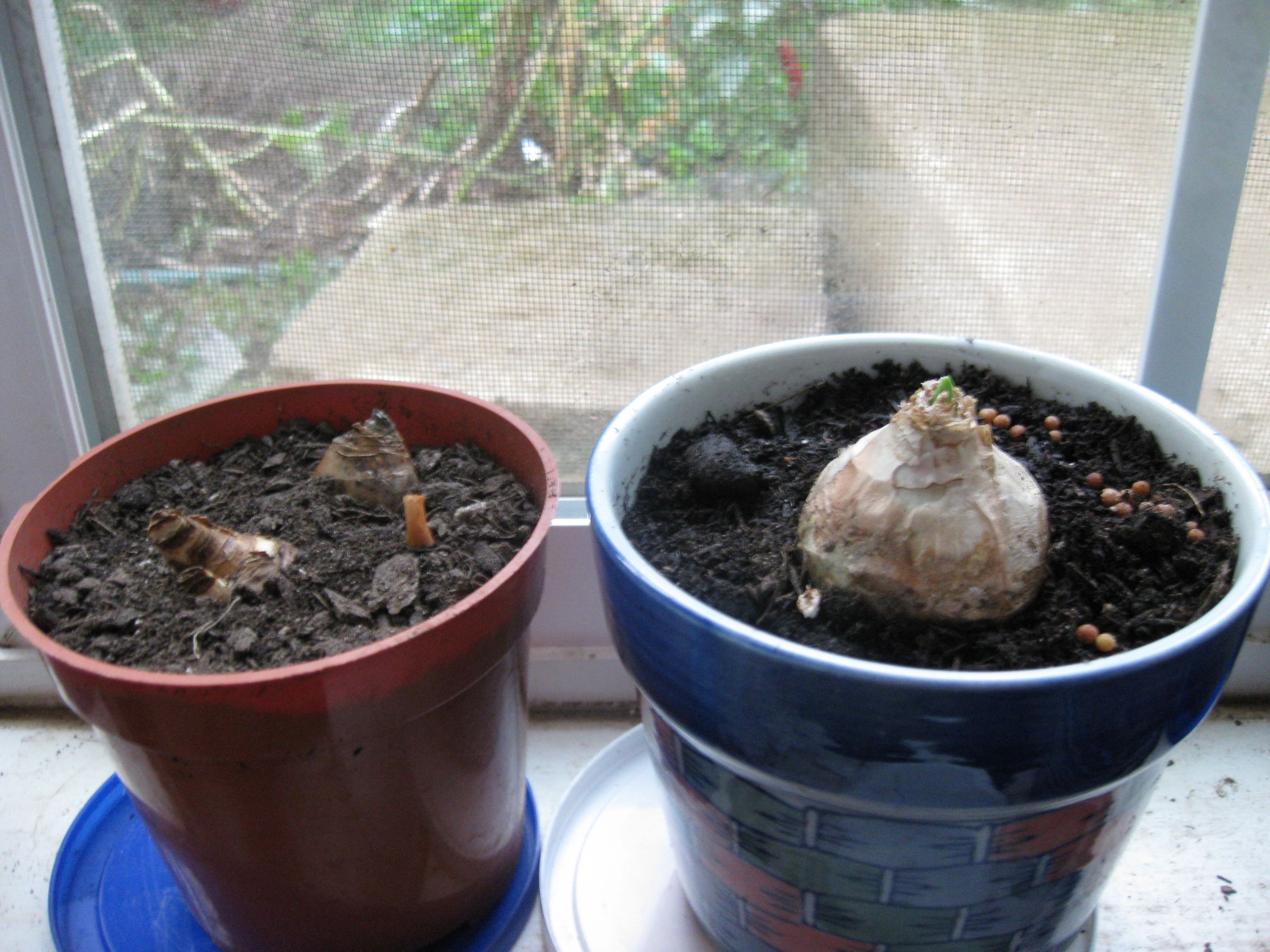 How to Force Bulbs Indoors. 5 Steps Instructables