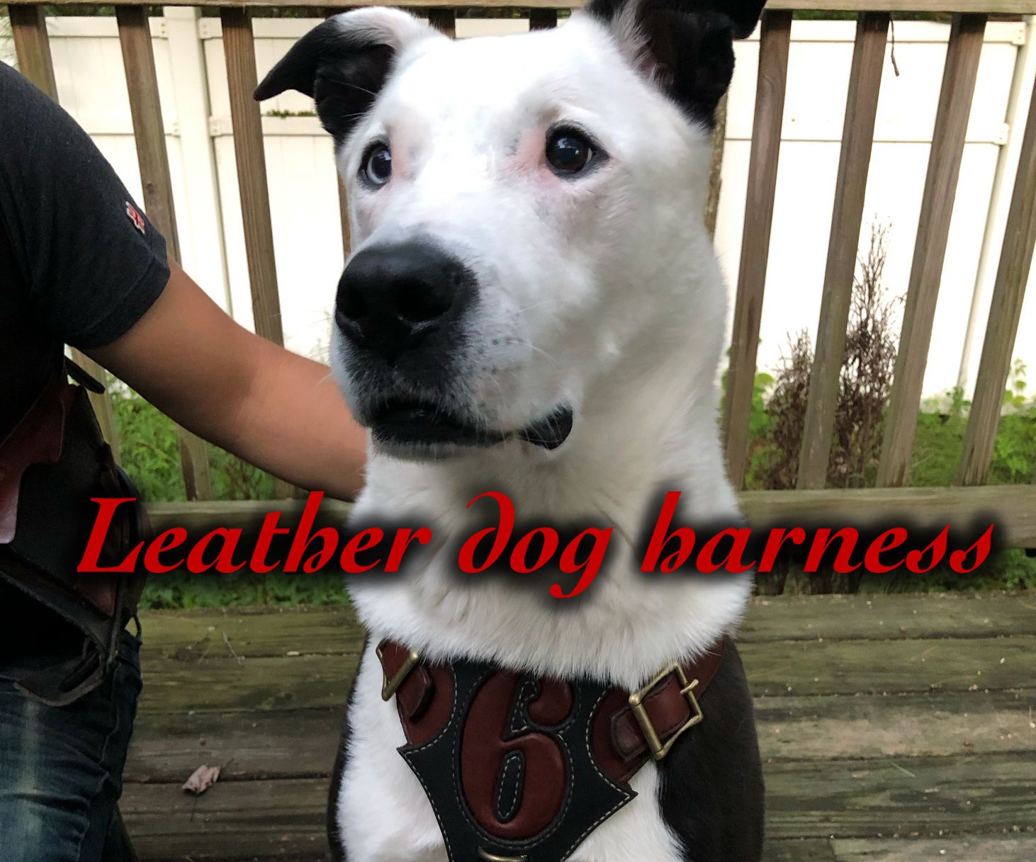 Premium Leather Dog Harness