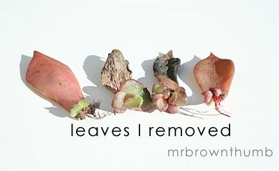 Propagating Succulent Leaf Cuttings : 3 Steps (with Pictures) -  Instructables