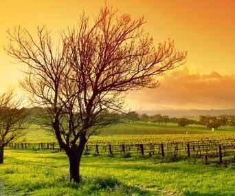 How to Plan an Adventurous Holiday in Hunter Valley