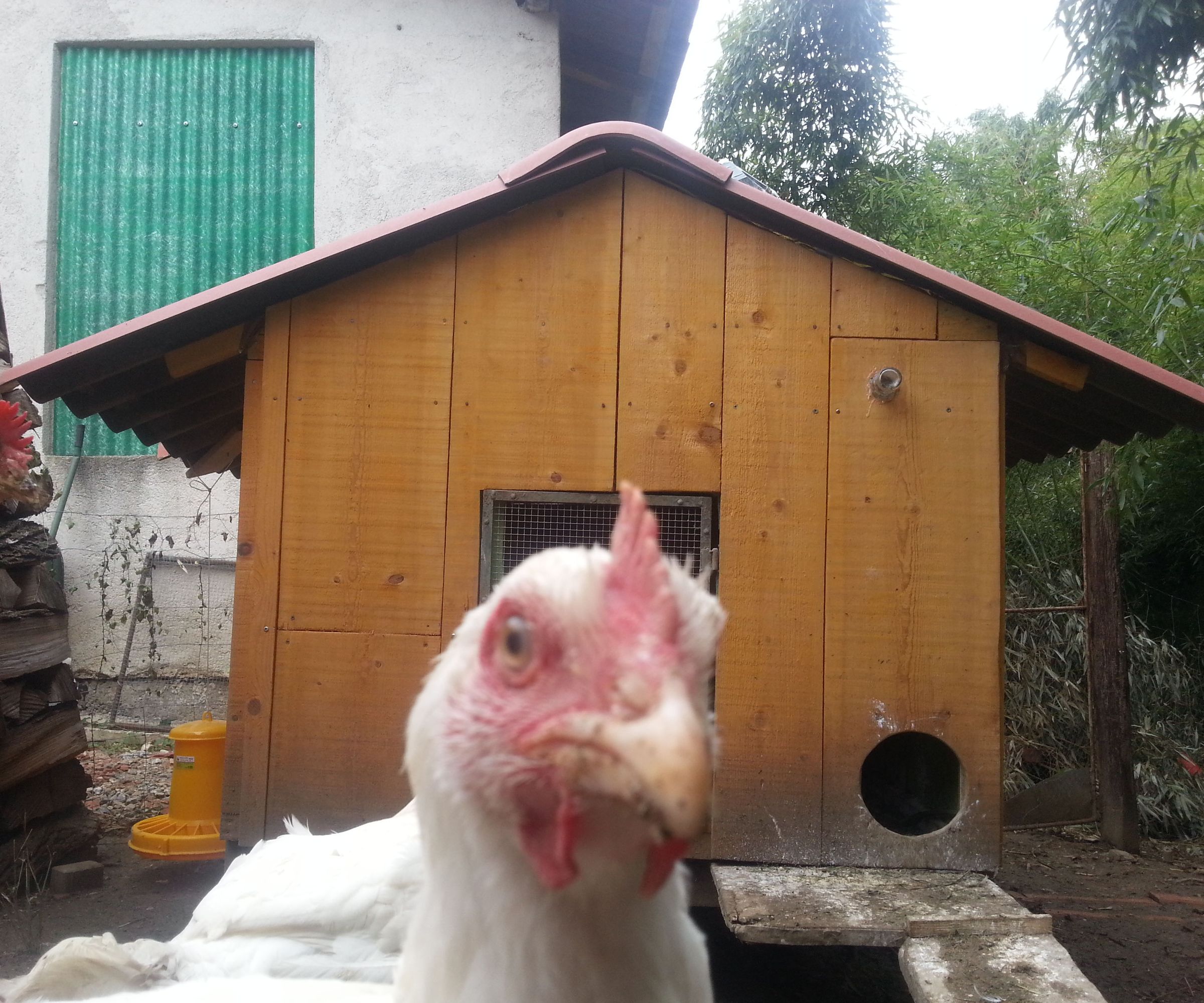 Solar CHICKEN DOOR  With Battery