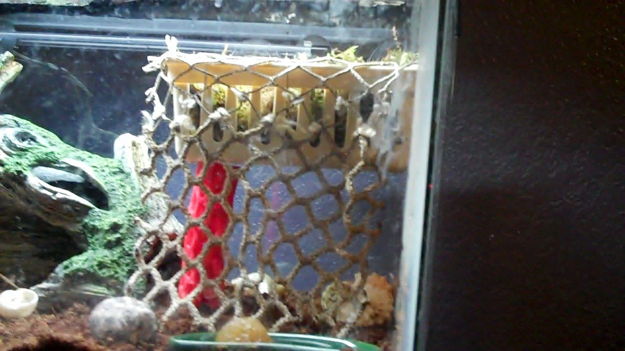 How To make A Moss Pit for Hermit Crabs!