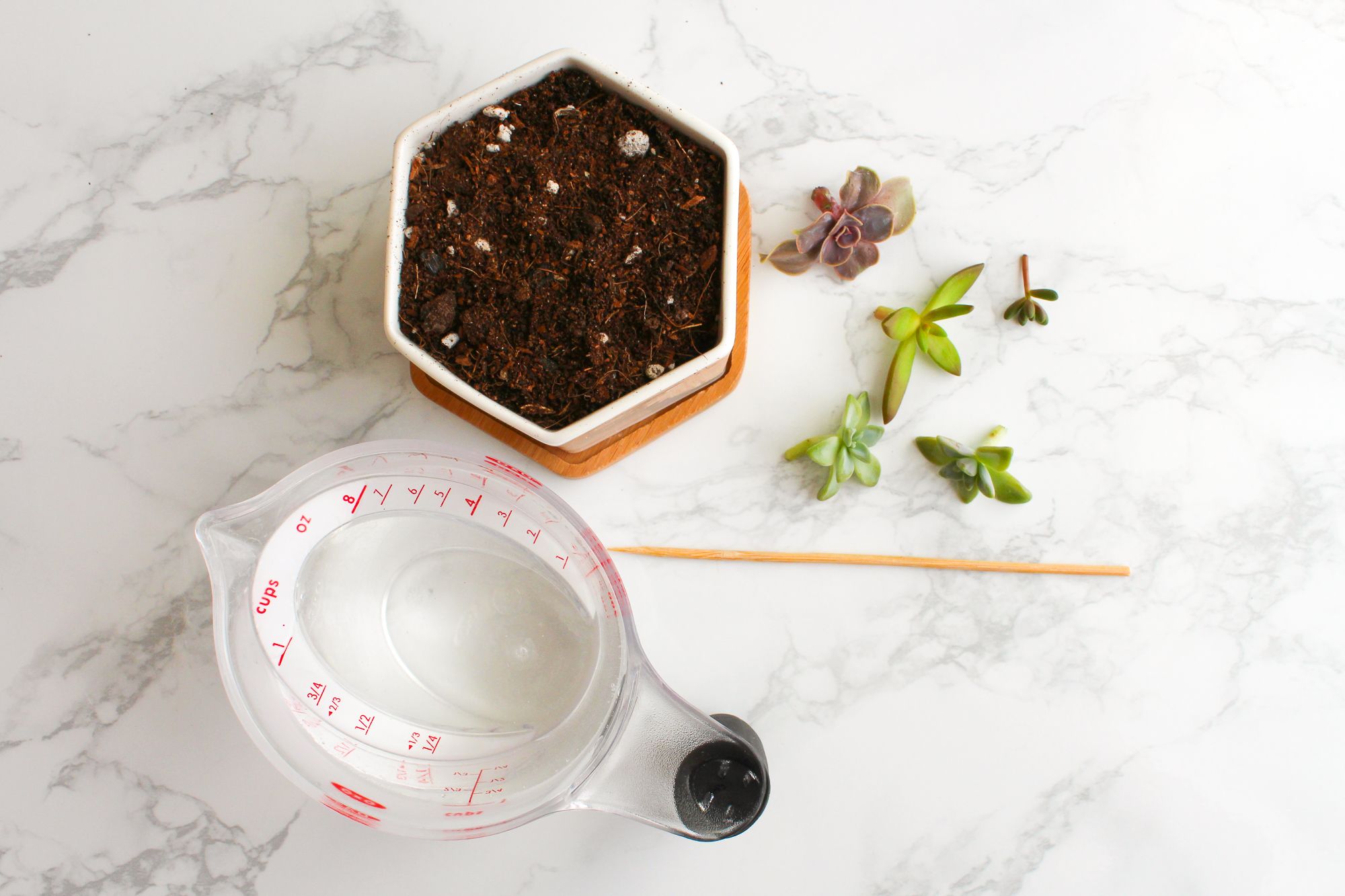 How to Take & Grow Succulents From Cuttings 5 Steps (with Pictures