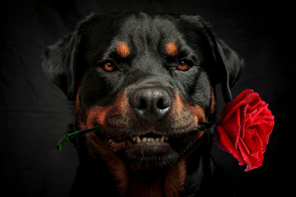 How Do I Get Rid Of My Dogs Roses