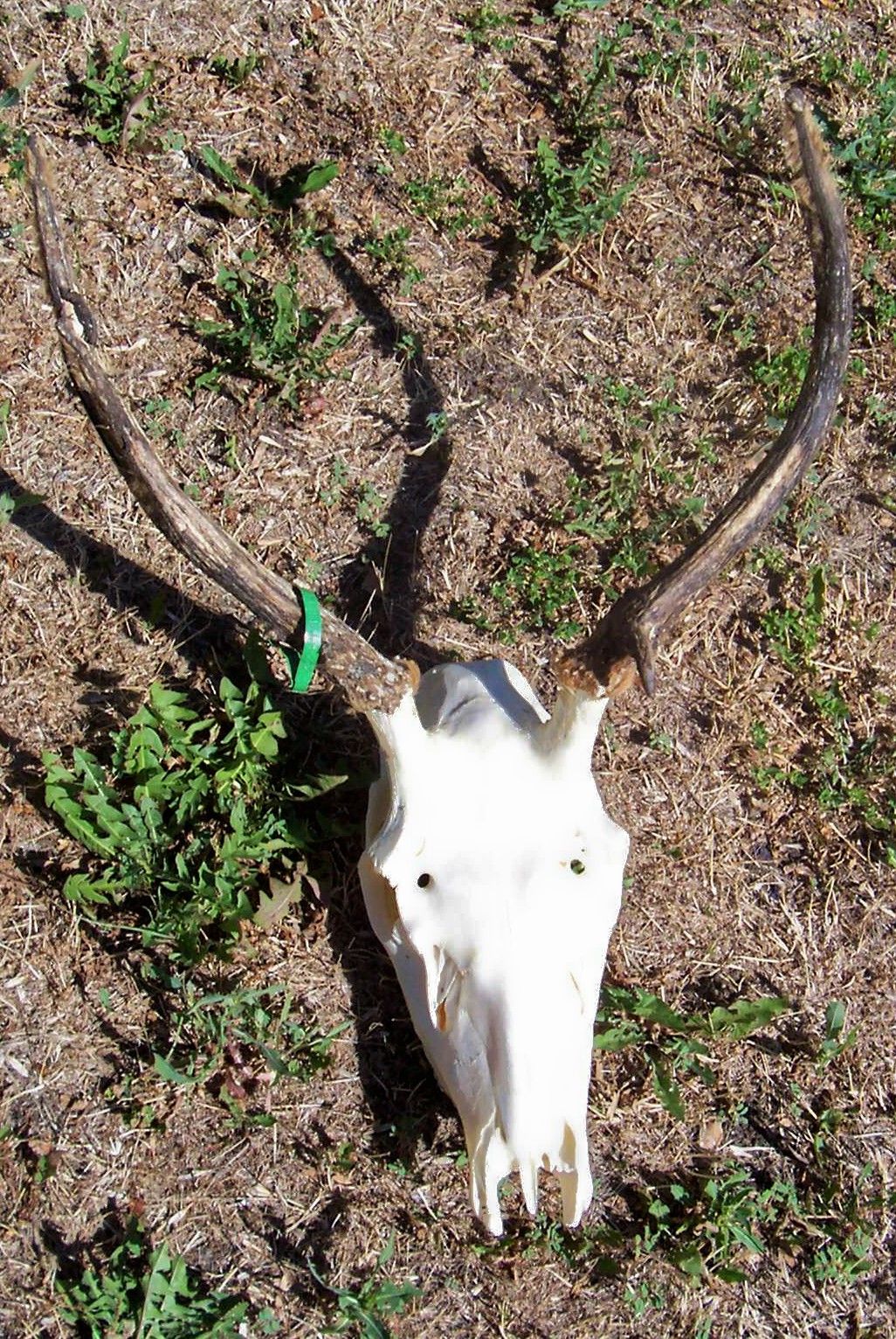 Taxidermy Skull Preparation