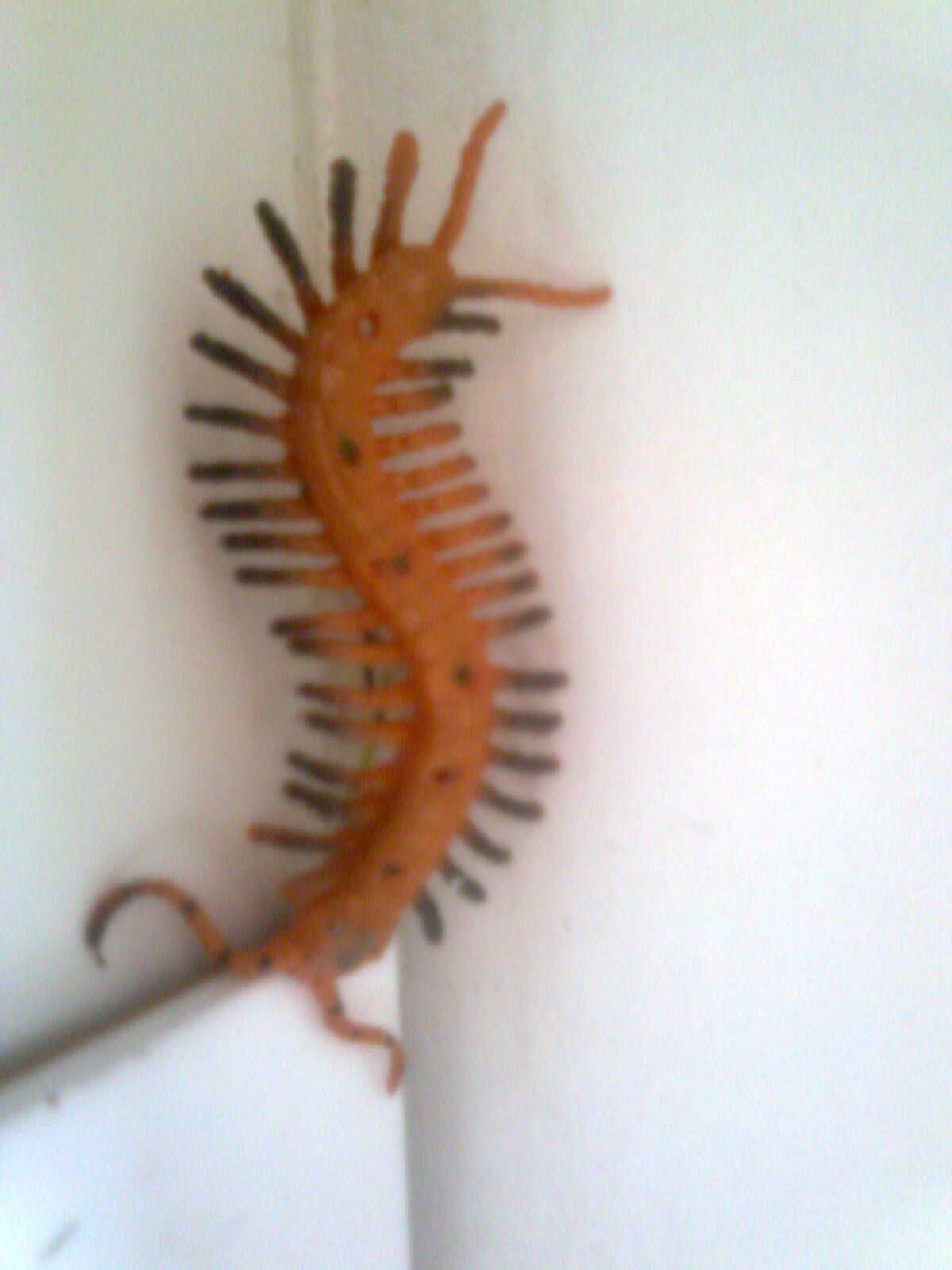 Espantacucos Cienpies