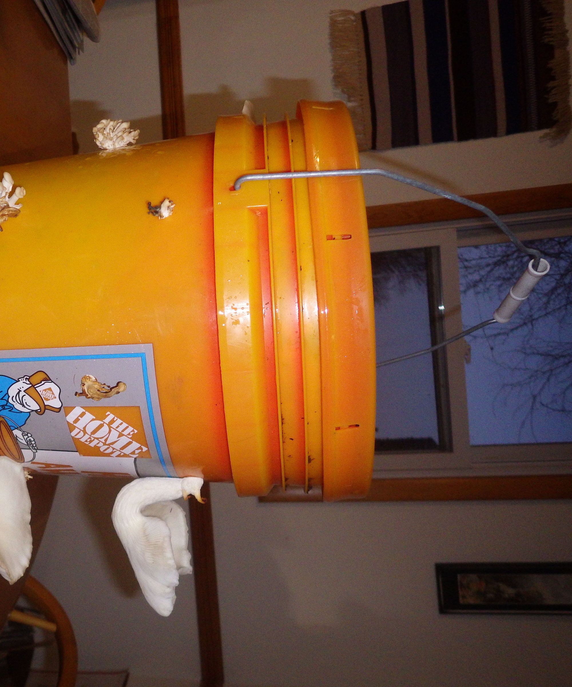 Elm Oysters in a Bucket on Wood Pellets