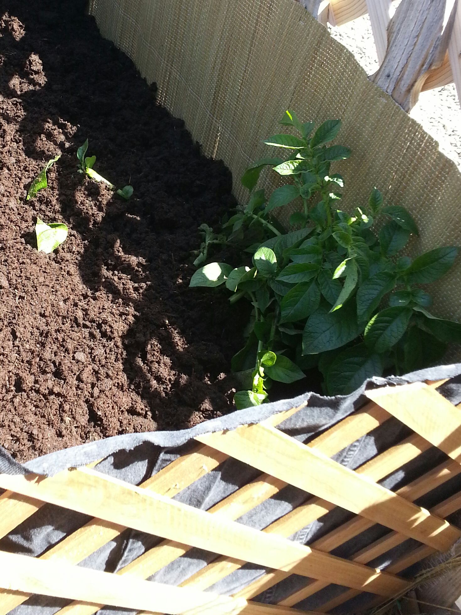 Potato Raised Bed 6 Steps (with Pictures) Instructables