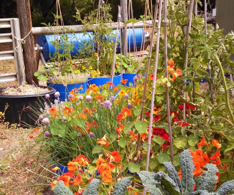 Reservoir Bins Make Gardening Easy 