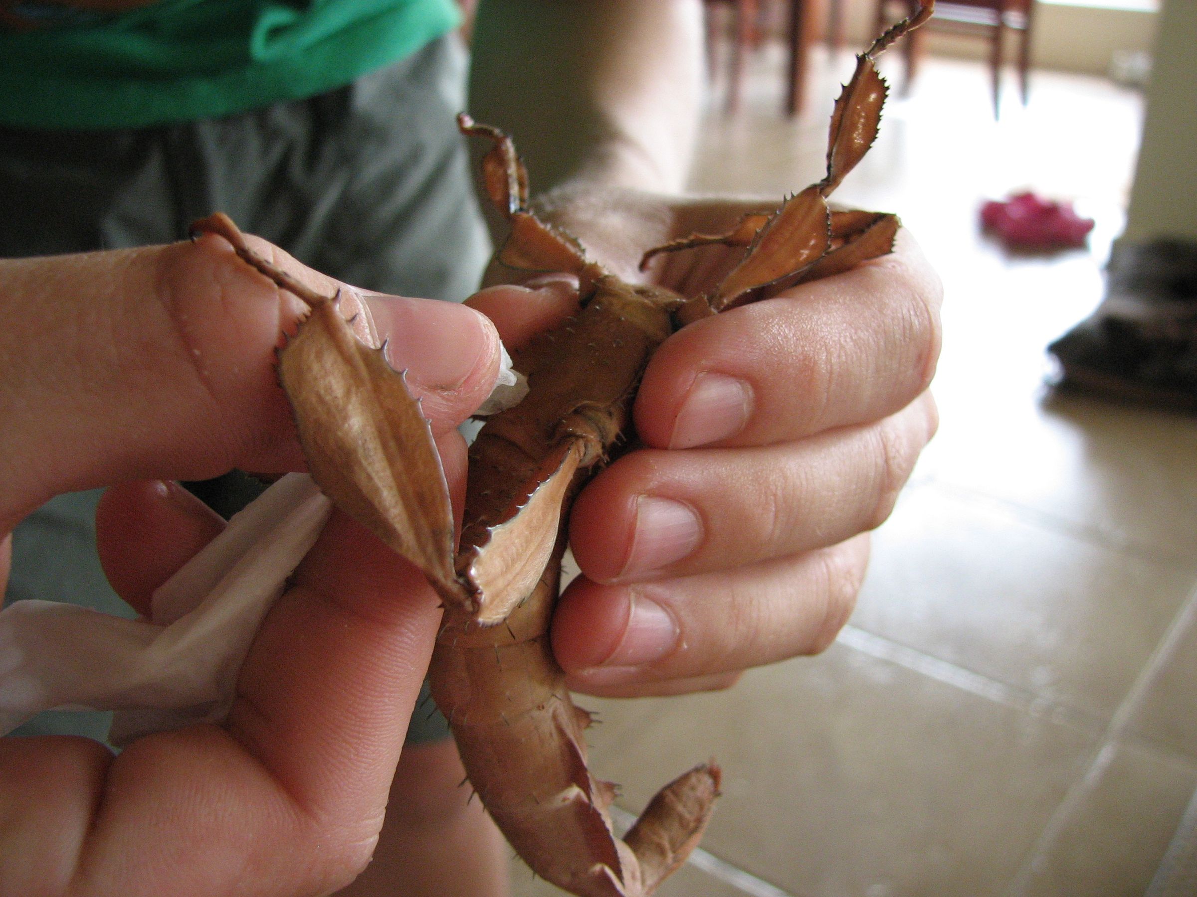 How to Keep a Pet Spiny Leaf Insect : 7 Steps (with Pictures ...