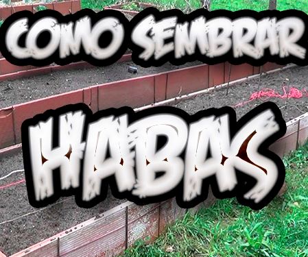 Como Sembrar Habas