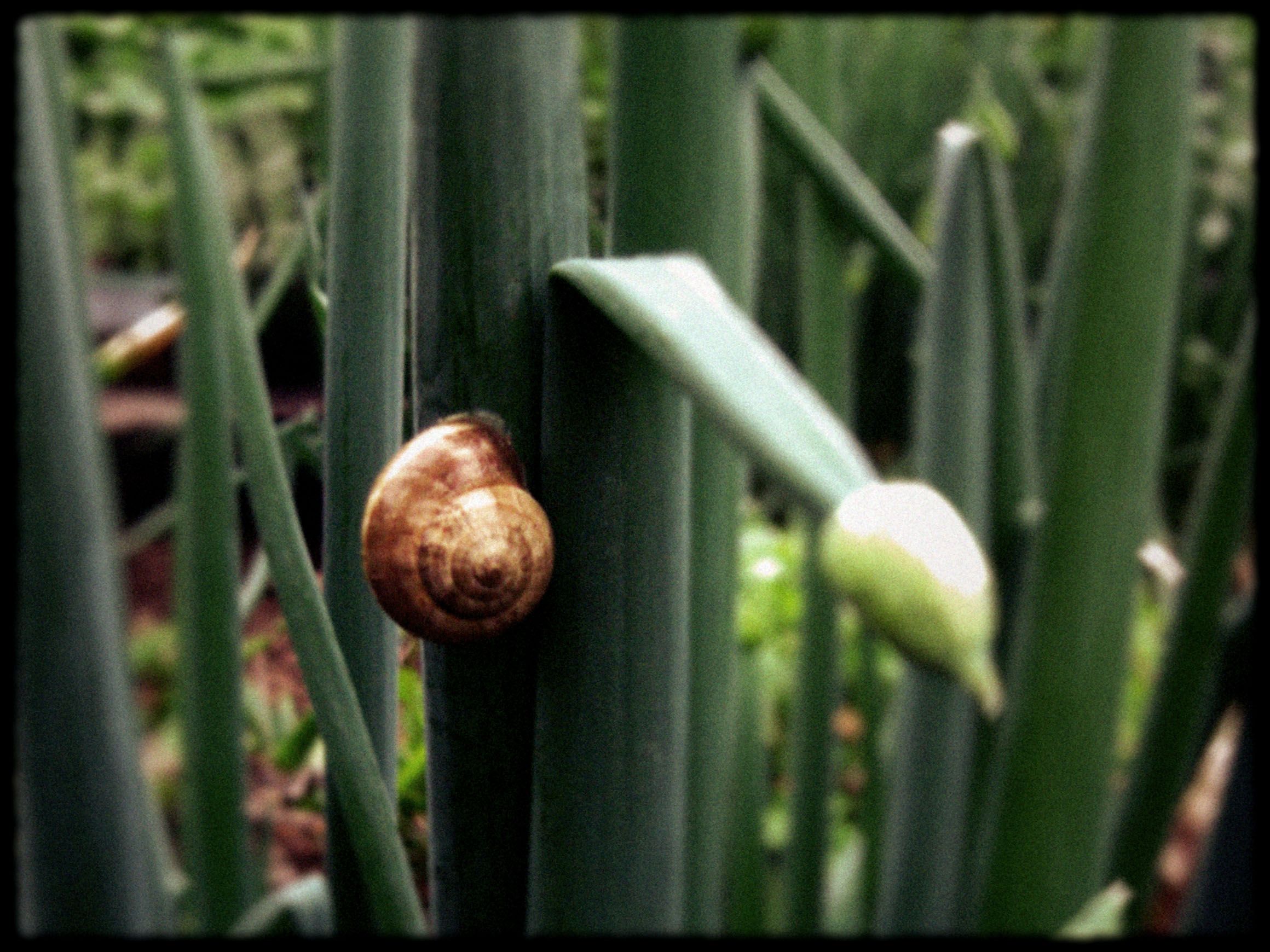 Snails in the Garden Instructables