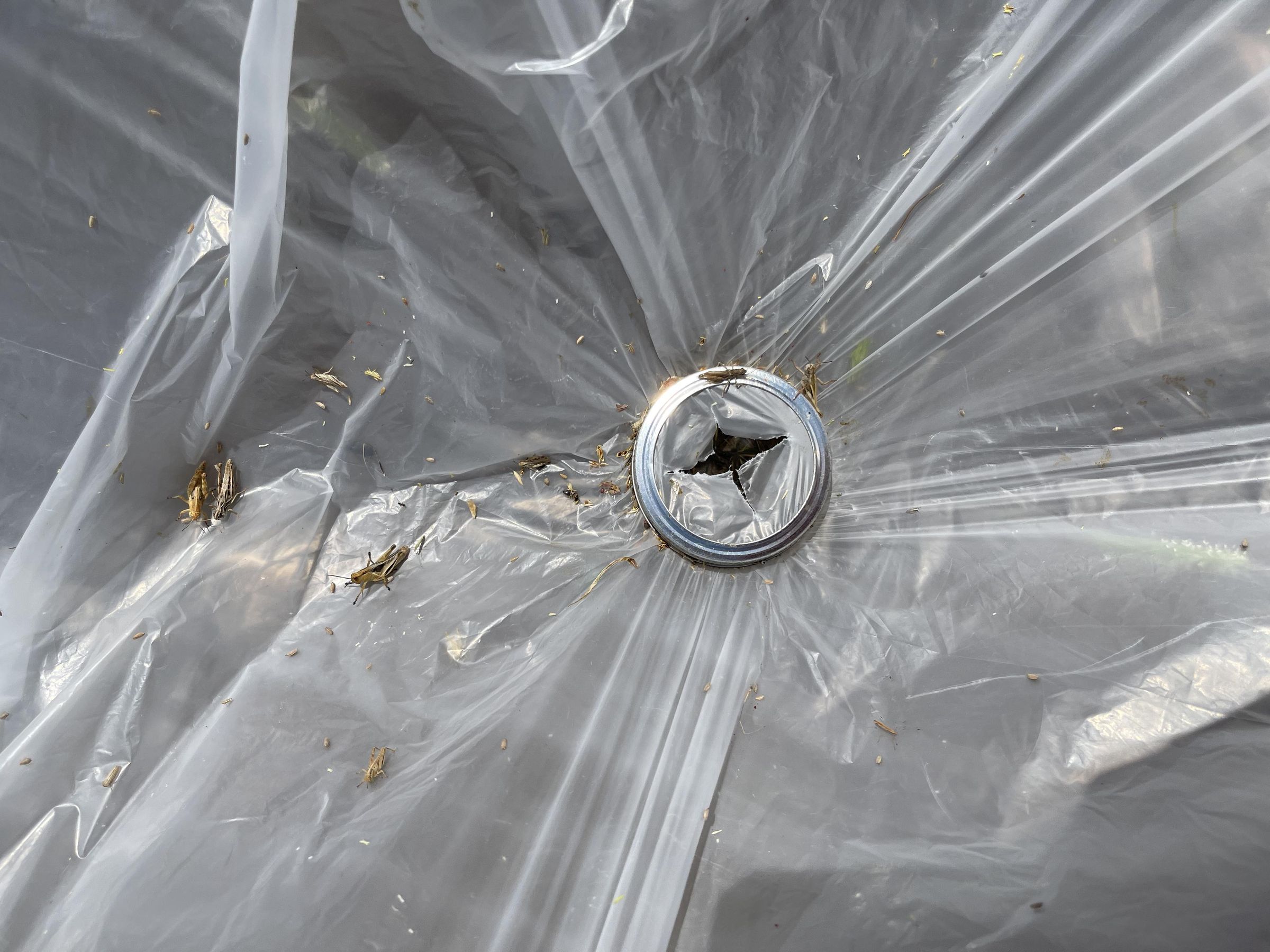 How to Catch for Pet Food. a Trap (with