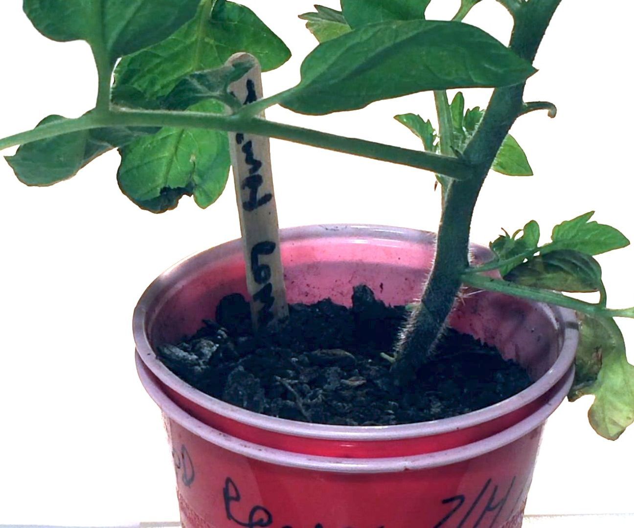 Transform Ordinary Solo Cups Into a Hybrid Hydroponic/Soil Plant Booster