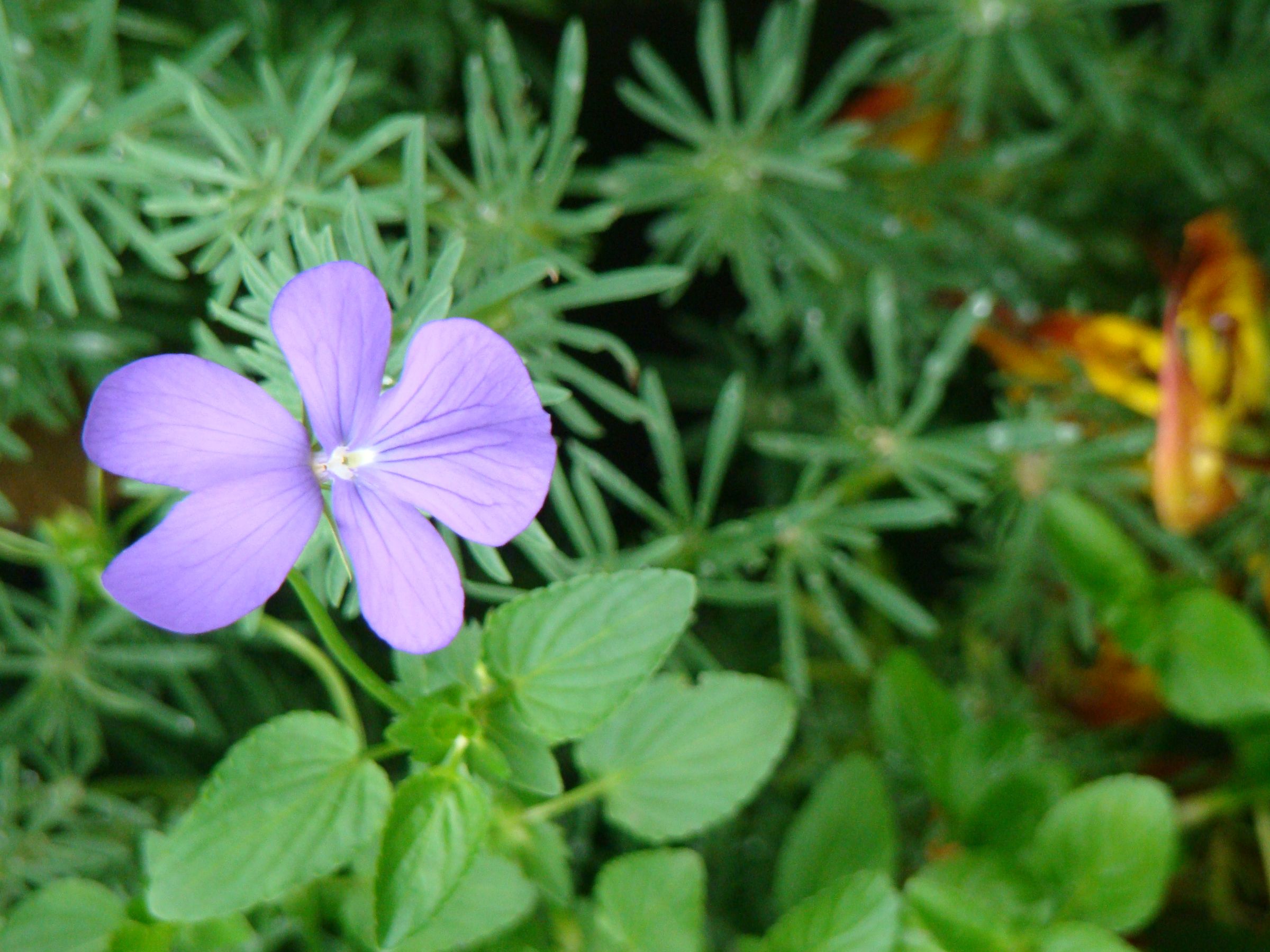 Selecting an Aperture in Aperture Priority Mode With a DSLR or a Point