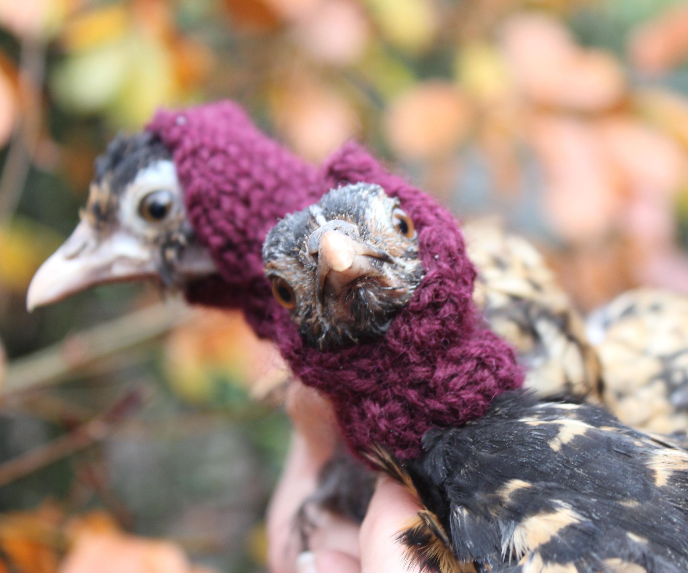 Not Enough Chickens Wear Hats - Start Up Knitting Is Fun