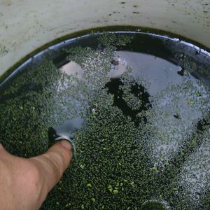 Make Some Oil (I Think)