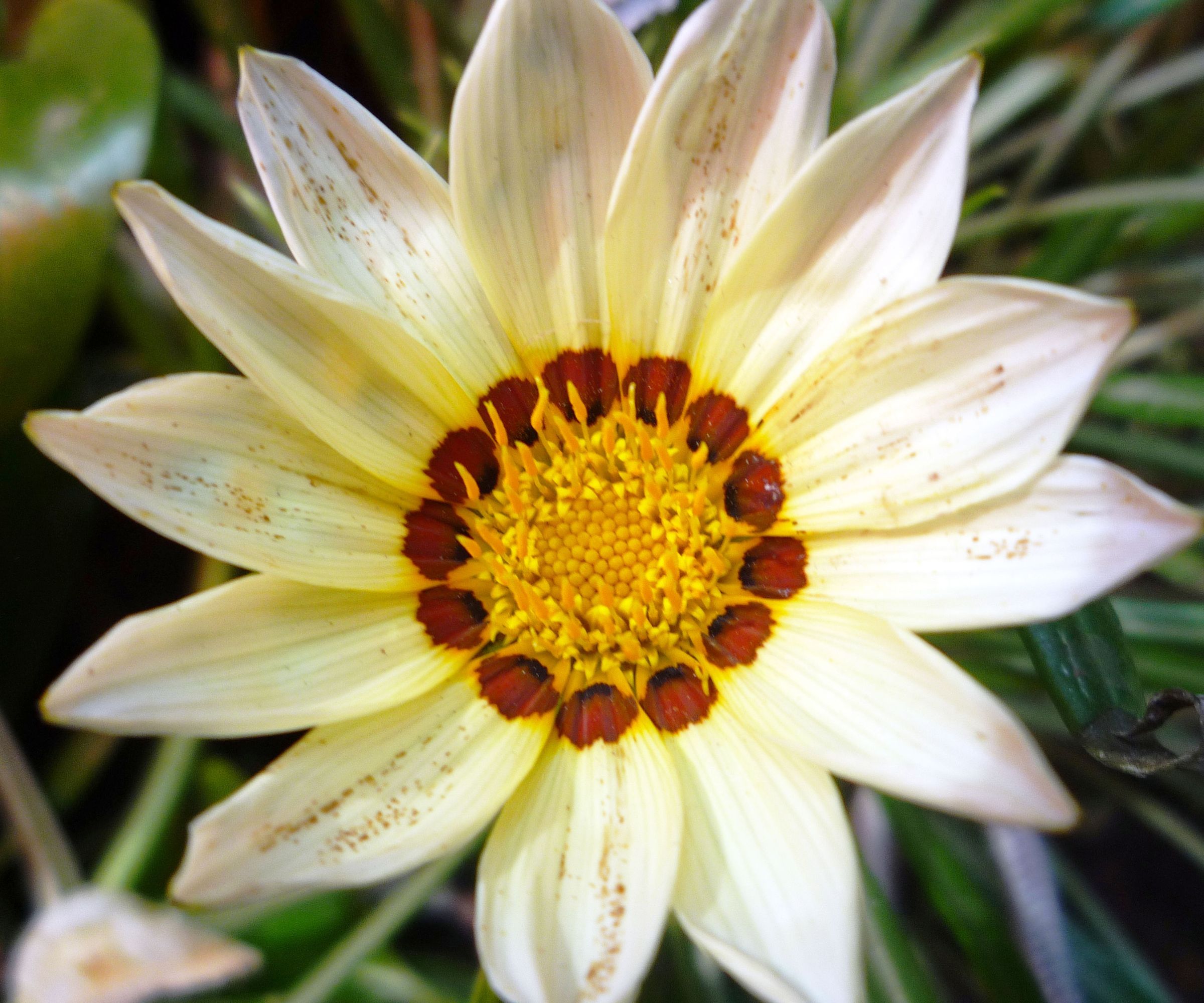 How to Photograph Flowers