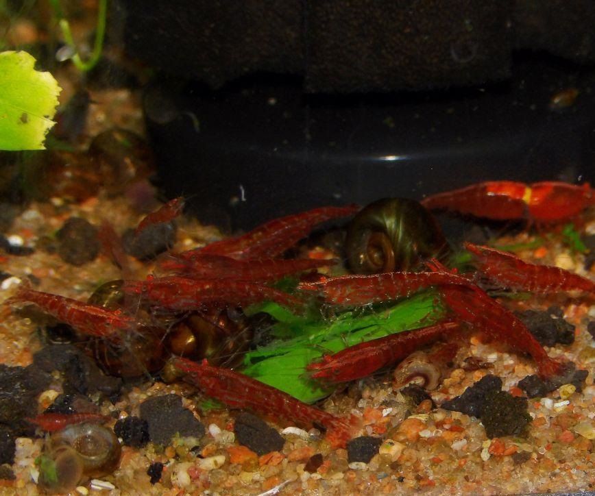 Prepping Greens for Aquatic Invertebrates