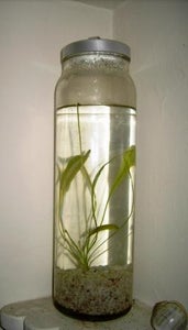 Ikea Aquascape on the Cheap $12