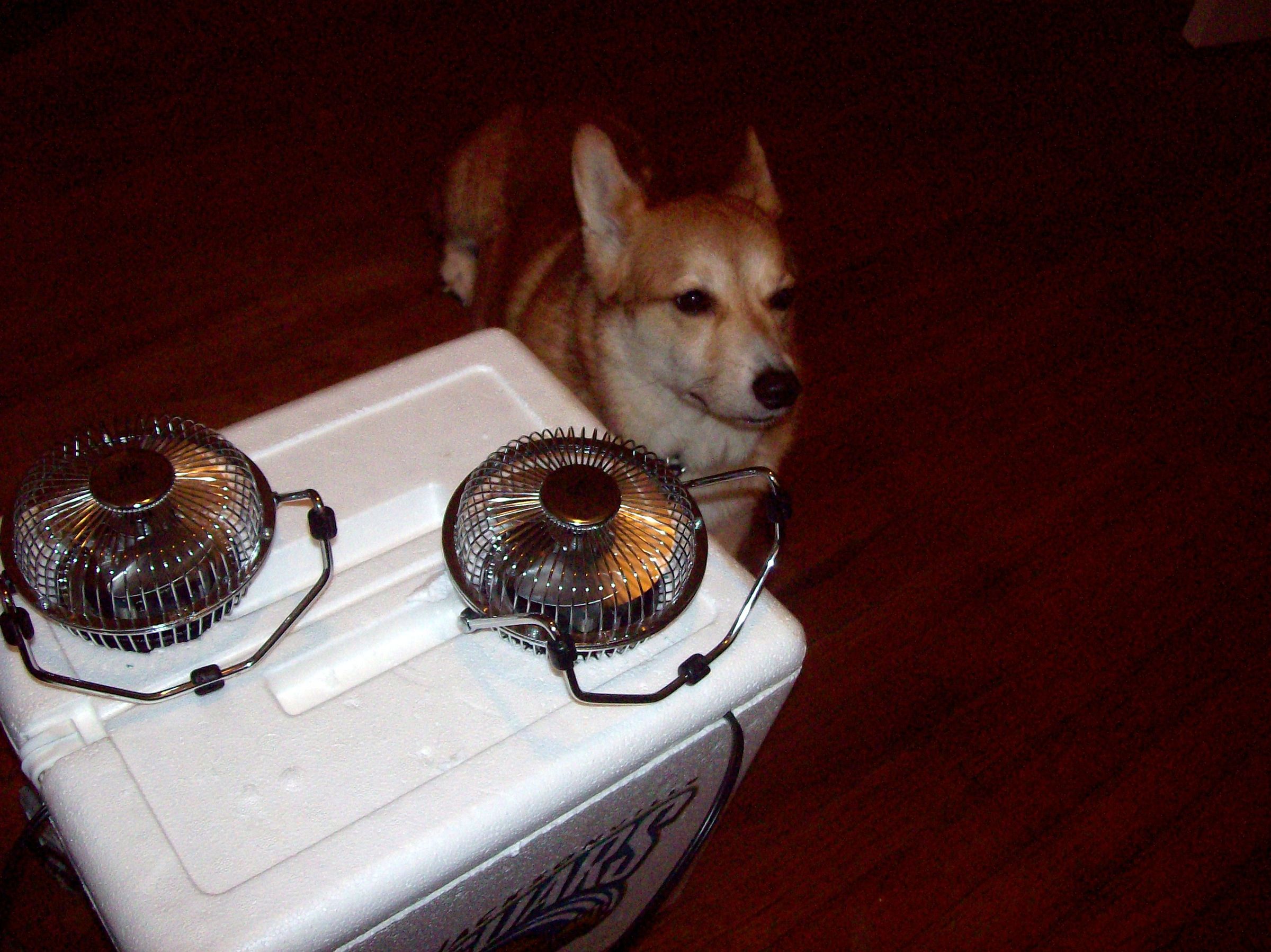Cheap-o Homemade Air Conditioning (Dog Not Included)